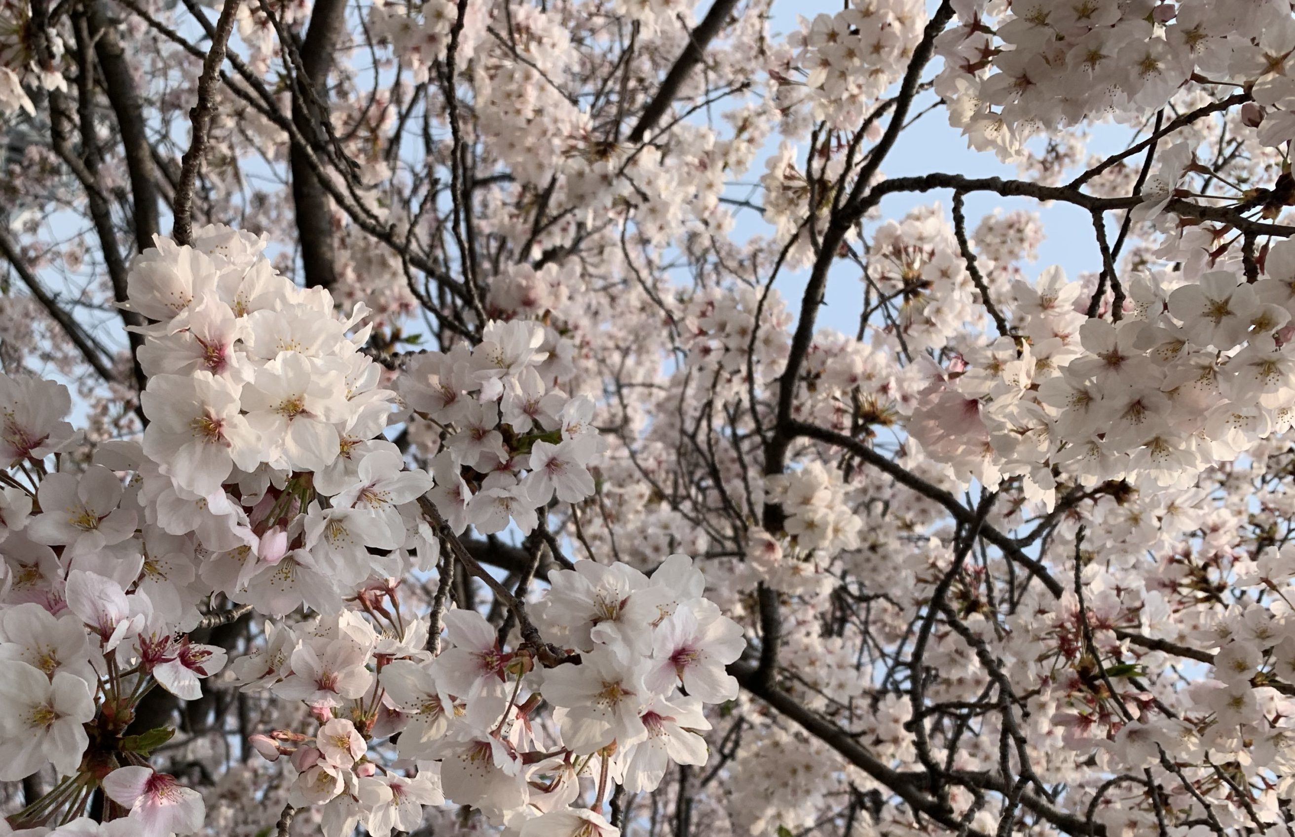桜