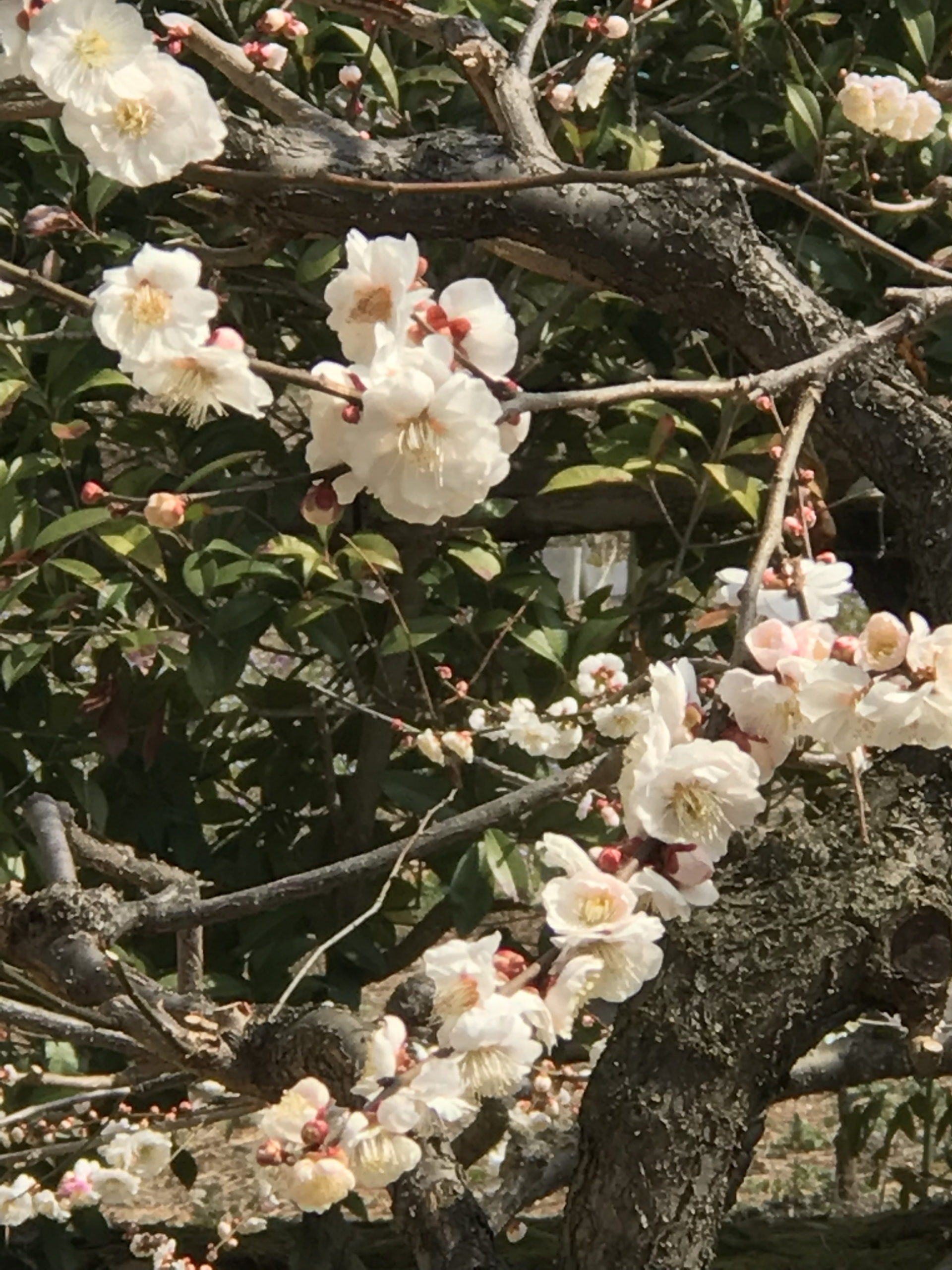 梅