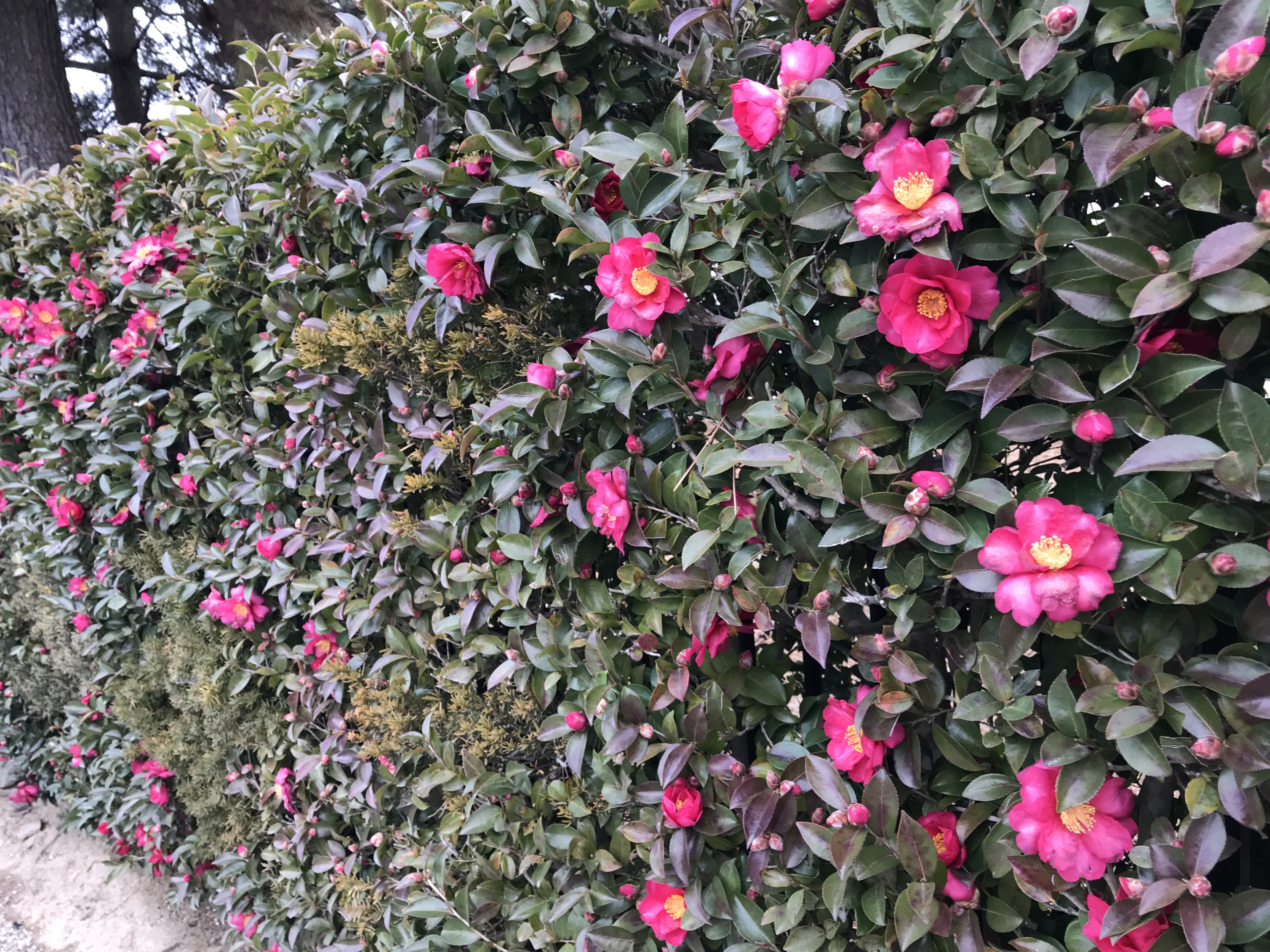 椿