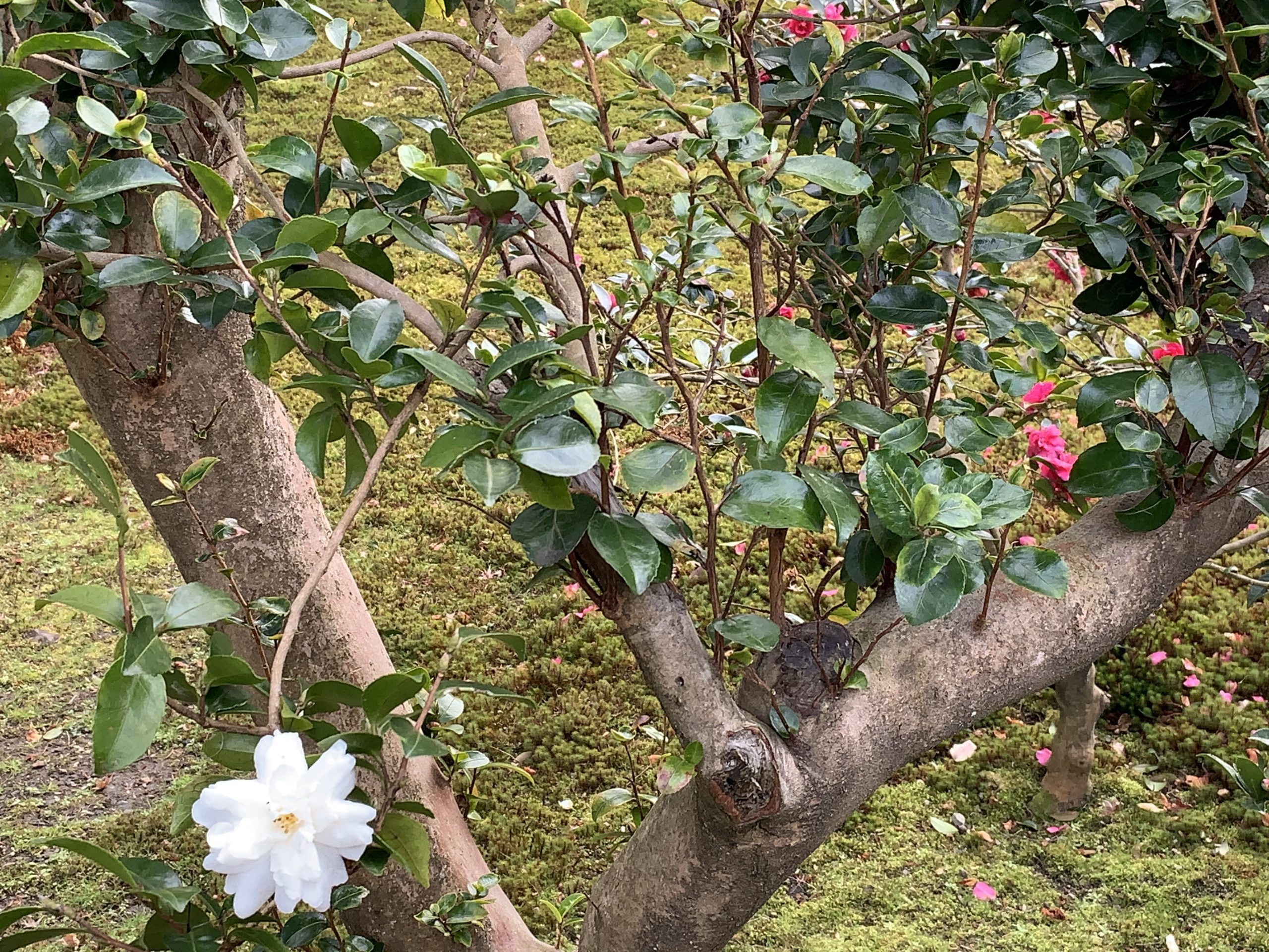 椿