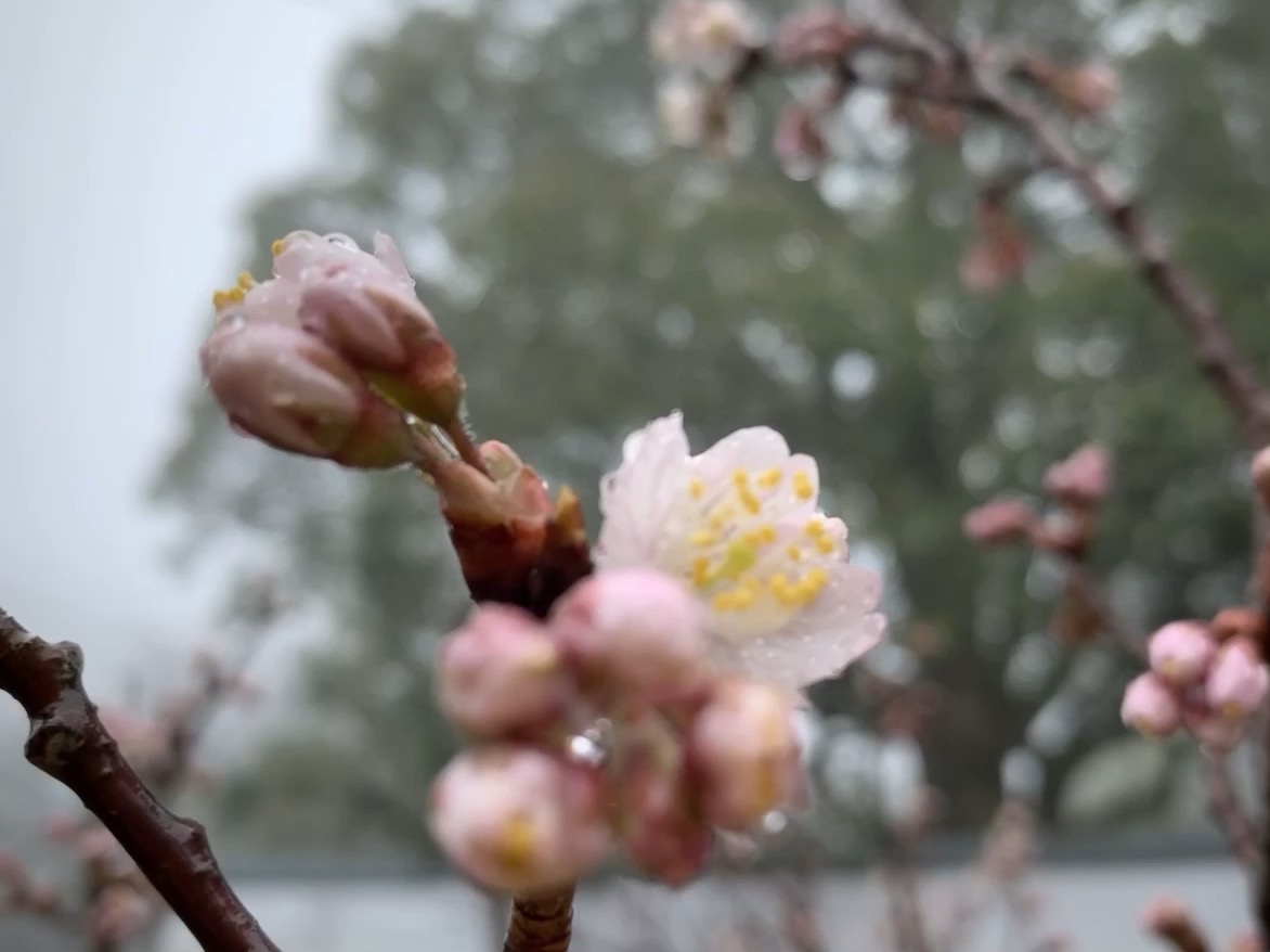 桜
