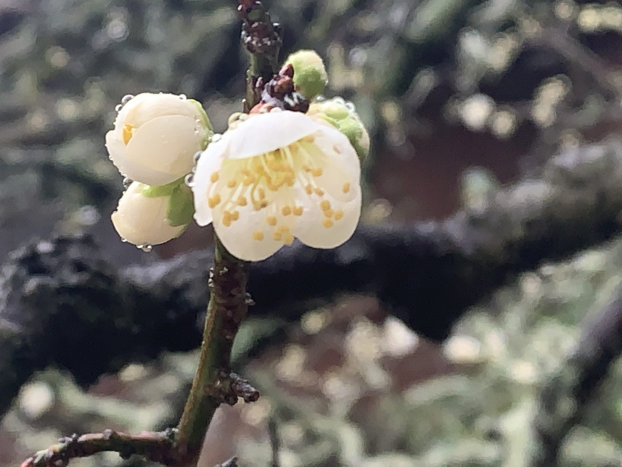 梅