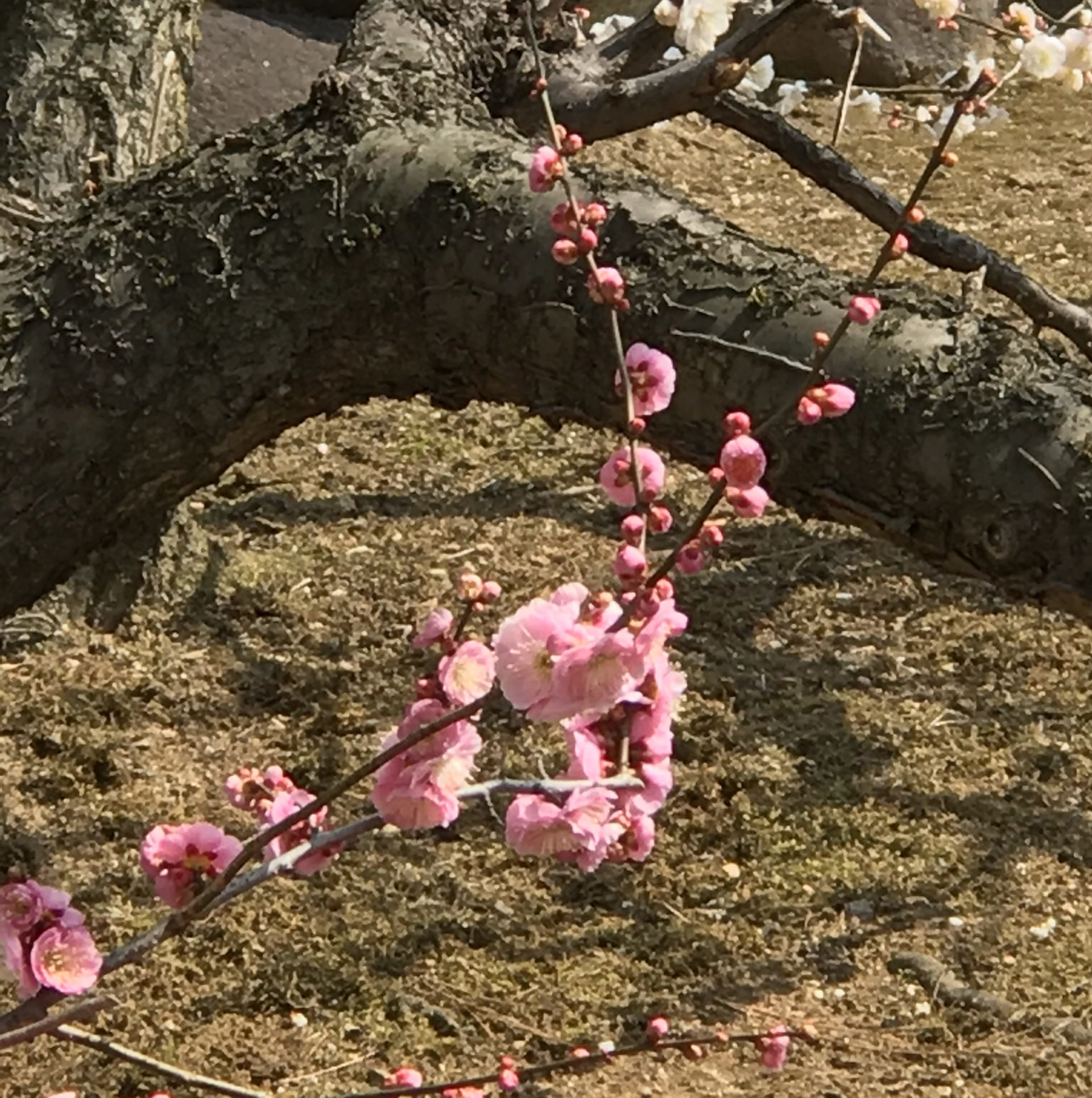 梅