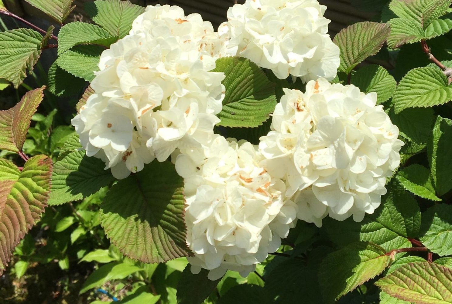紫陽花