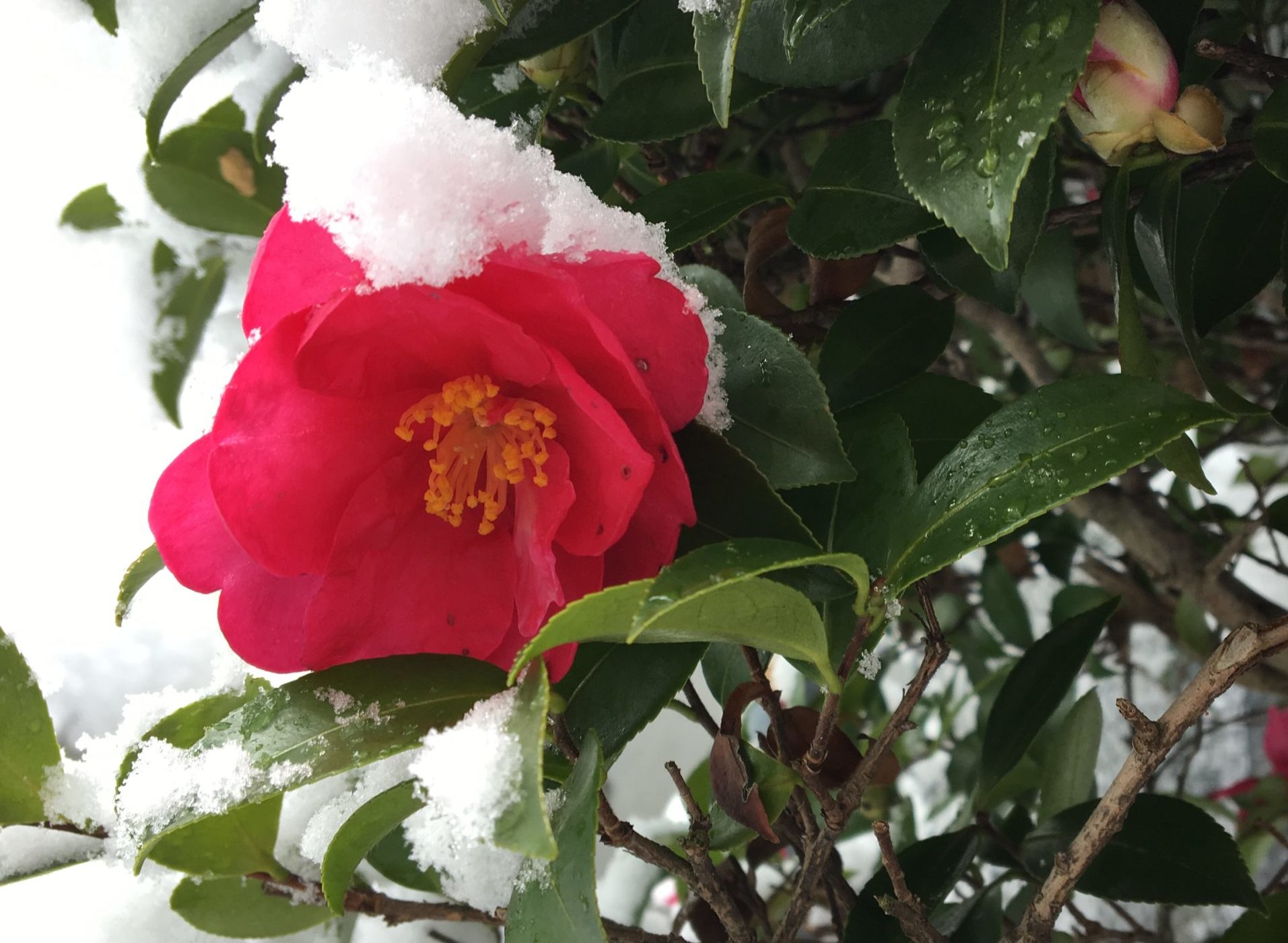 雪と椿