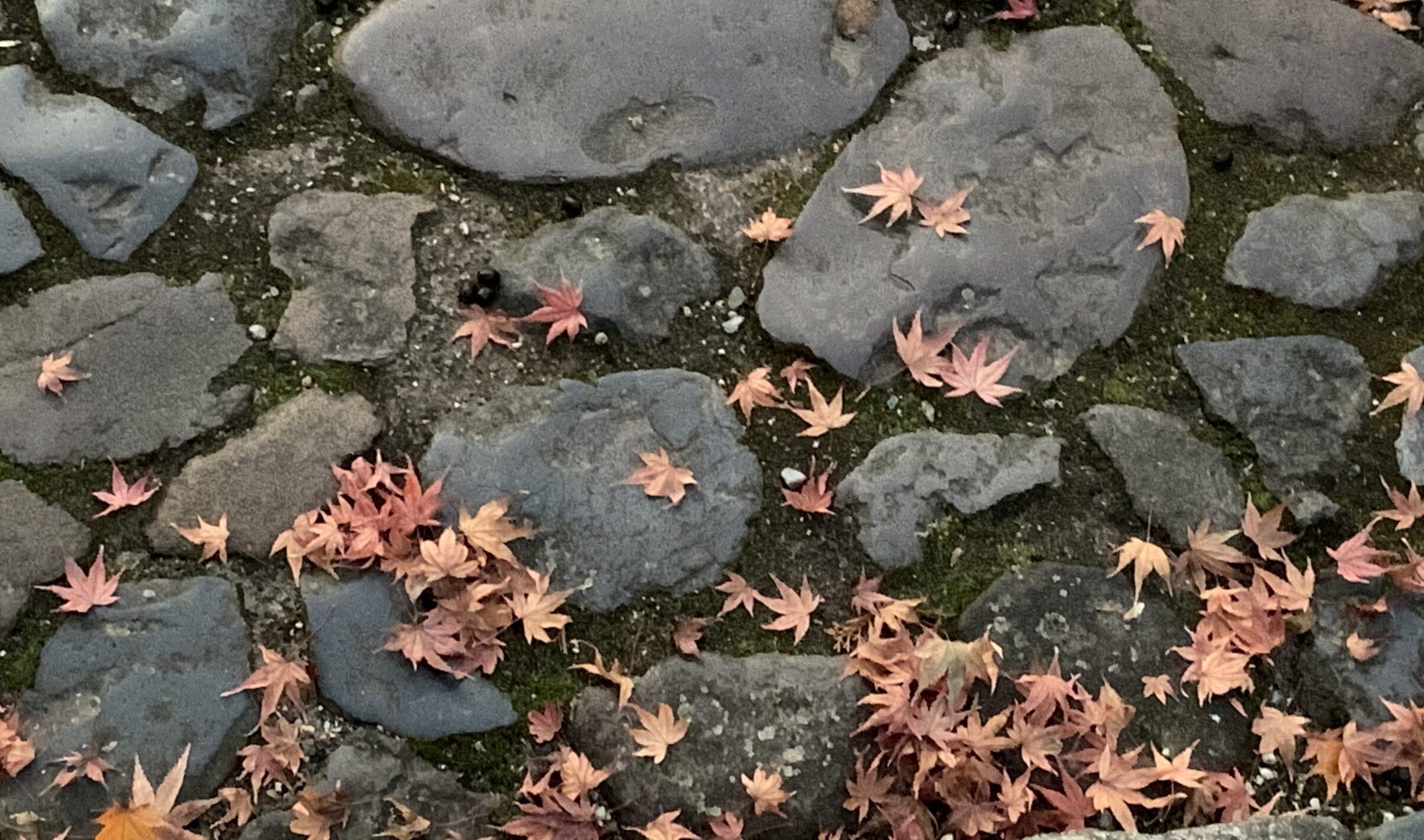 紅葉