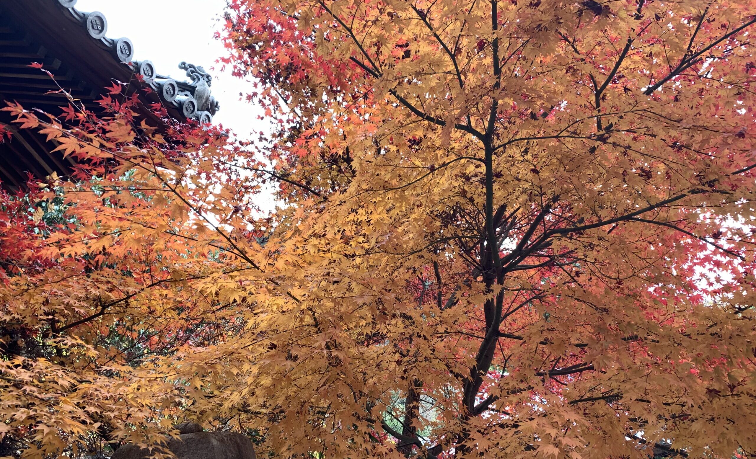 紅葉