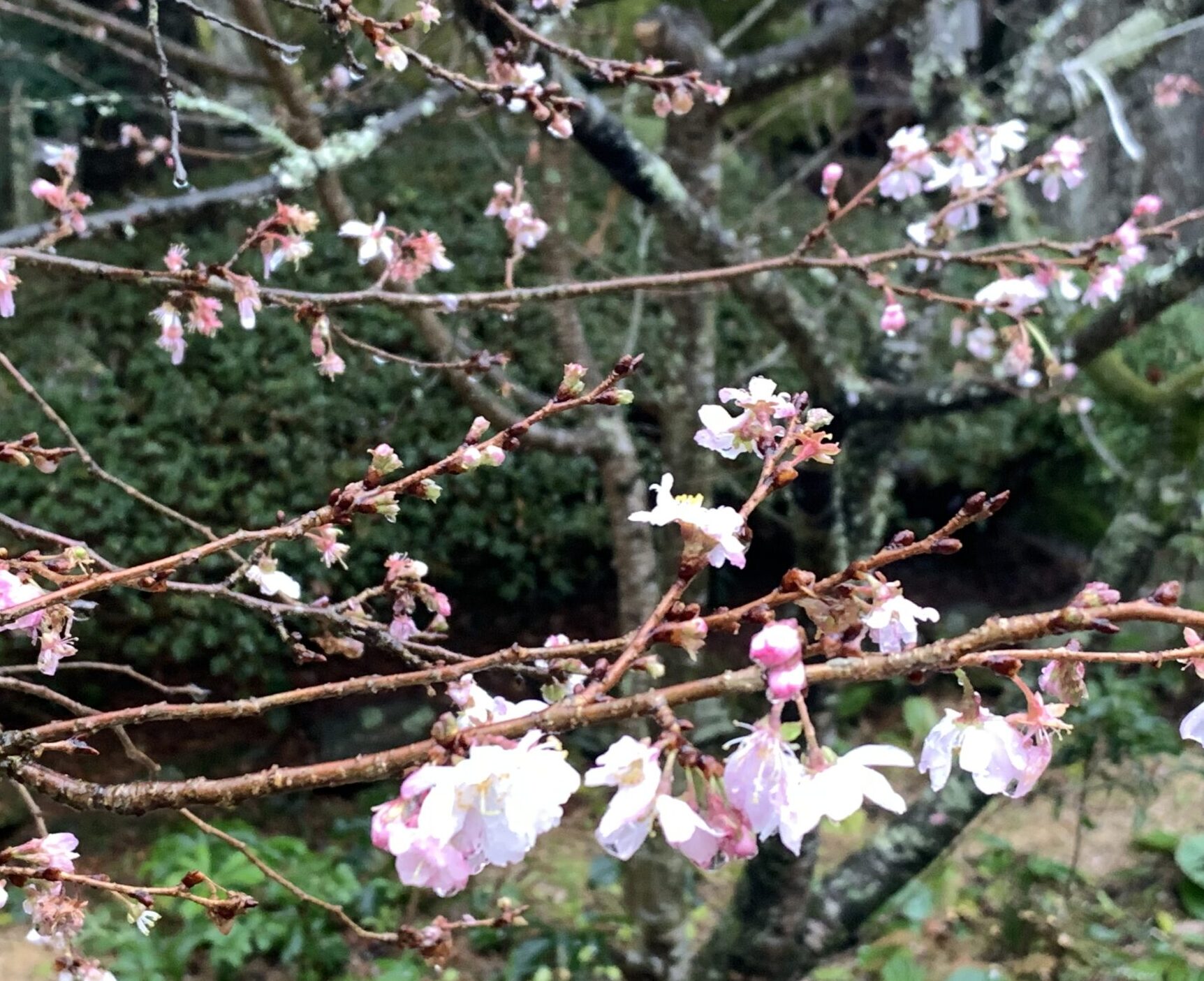 桜
