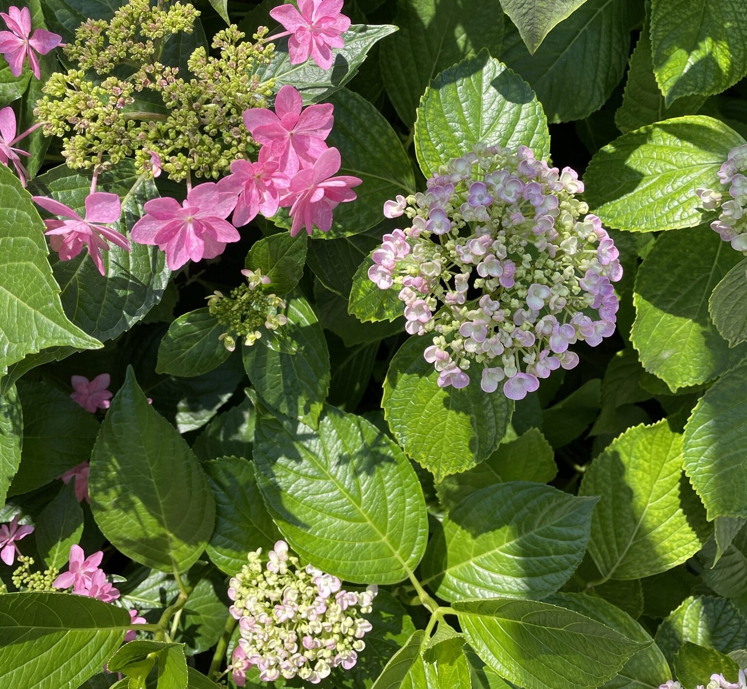 紫陽花